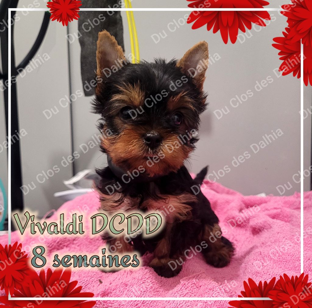 Du Clos Des Dalhia - Chiot disponible  - Yorkshire Terrier