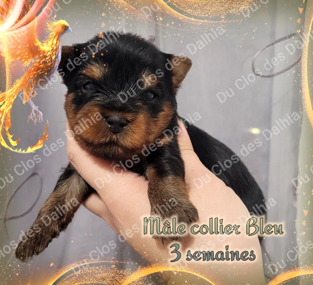 Du Clos Des Dalhia - Chiot disponible  - Yorkshire Terrier