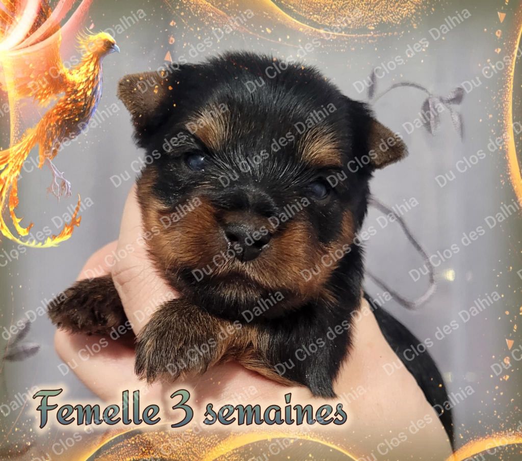 Du Clos Des Dalhia - Chiot disponible  - Yorkshire Terrier