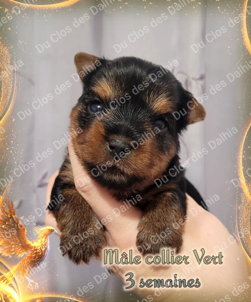 Du Clos Des Dalhia - Chiot disponible  - Yorkshire Terrier