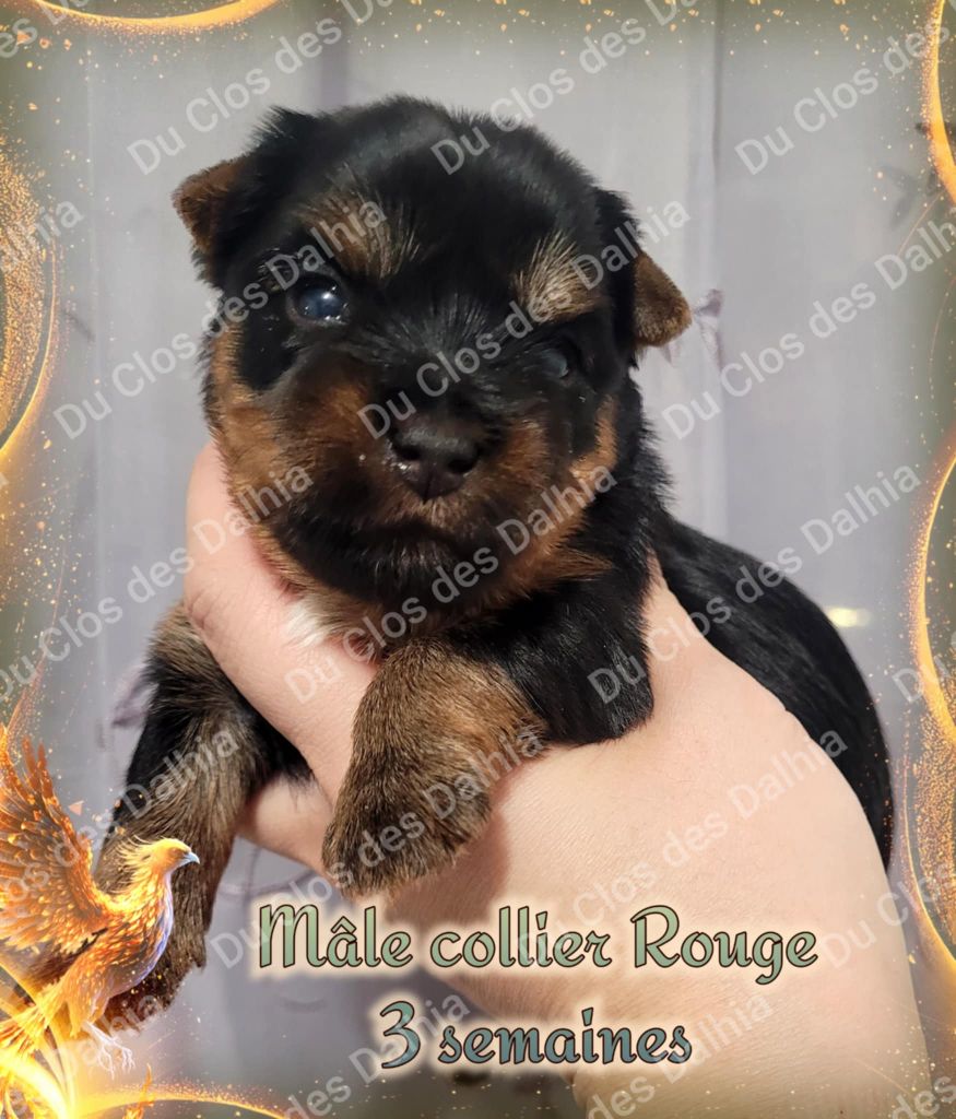 Du Clos Des Dalhia - Chiot disponible  - Yorkshire Terrier