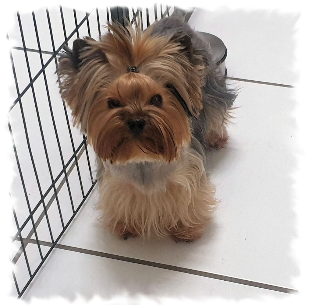 Nevada Du Clos Des Dalhia