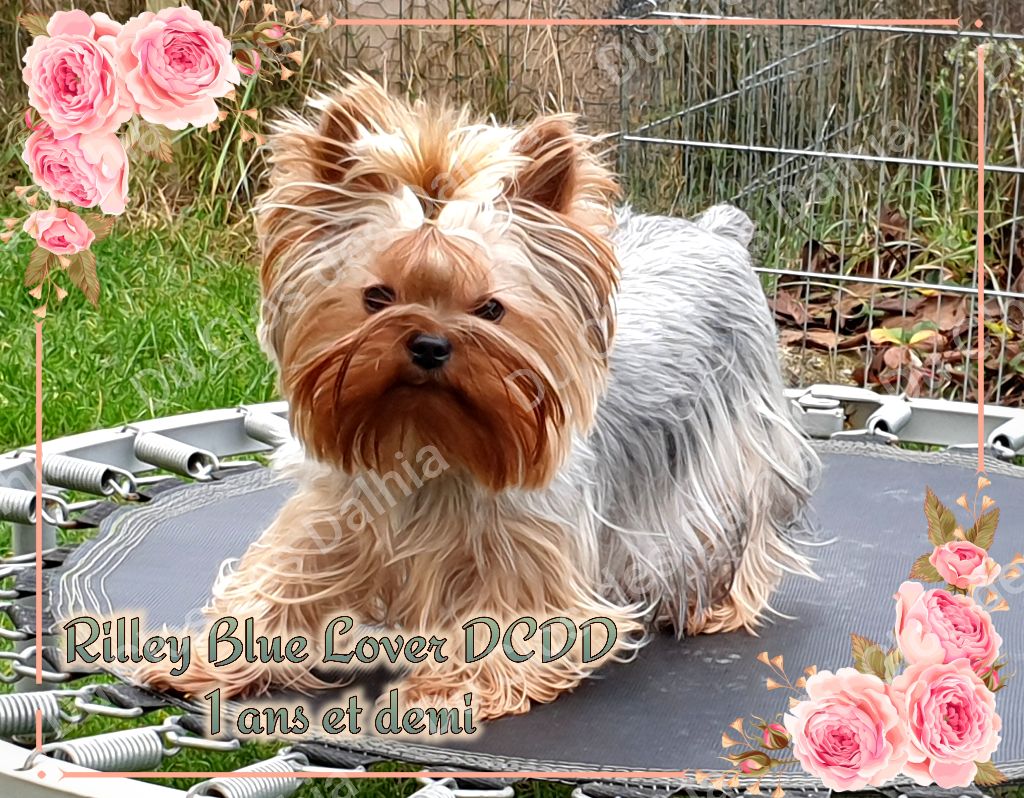 Rilley blue lover Du Clos Des Dalhia