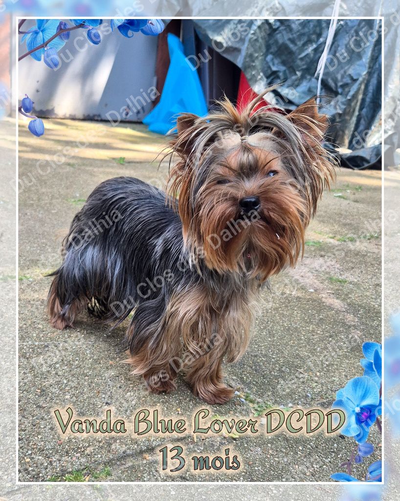 Vanda blue lover Du Clos Des Dalhia