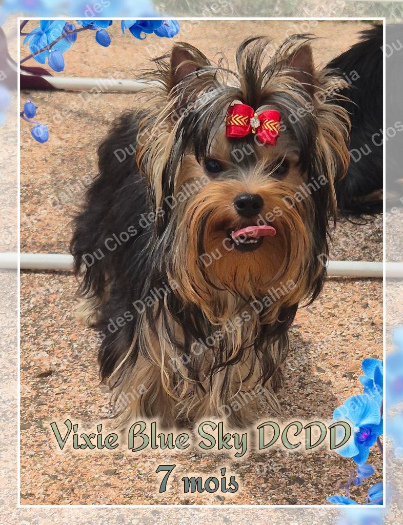Vixie blue sky Du Clos Des Dalhia