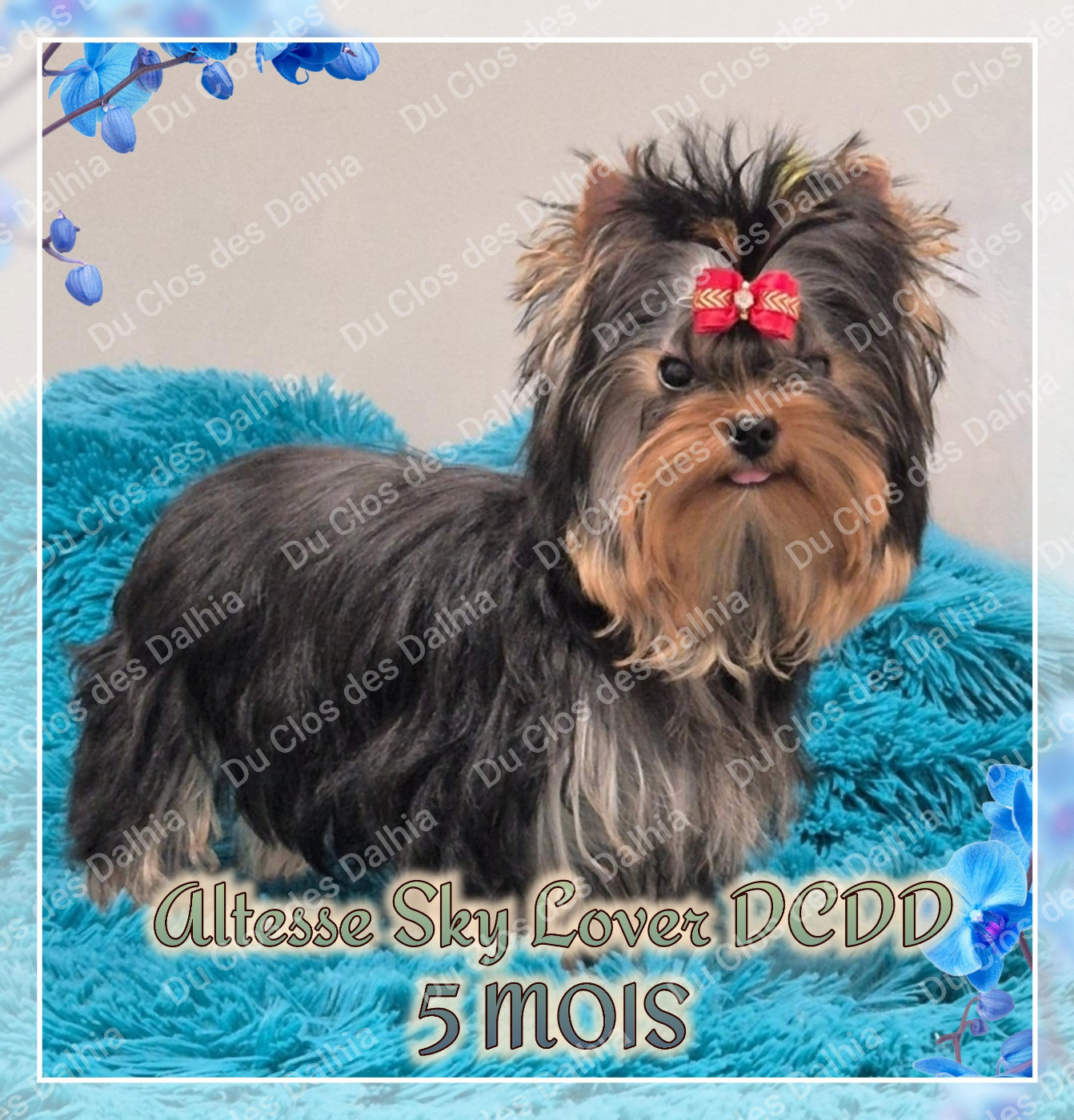 Altesse Sky Lover Du Clos Des Dalhia