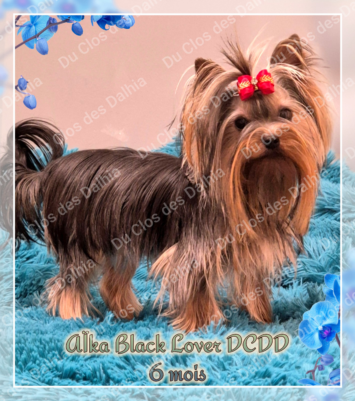 Aïka Black Lover Du Clos Des Dalhia