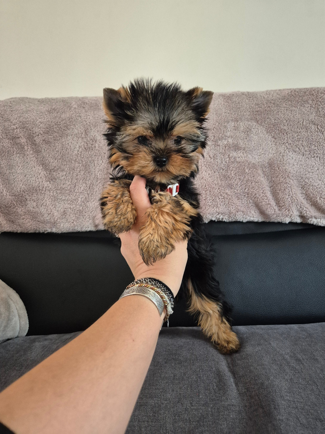 Du Clos Des Dalhia - Chiots disponibles - Yorkshire Terrier