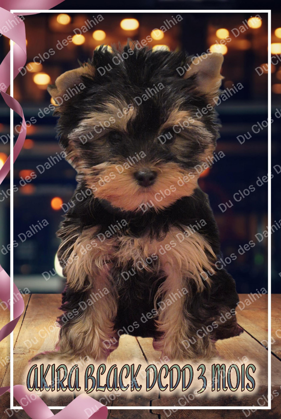 Du Clos Des Dalhia - Chiots disponibles - Yorkshire Terrier