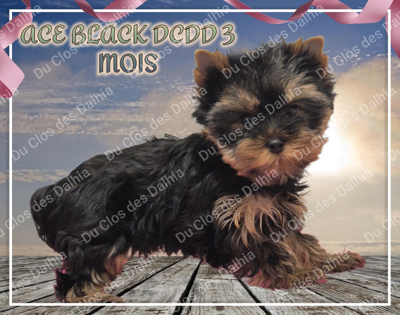 Du Clos Des Dalhia - Chiots disponibles - Yorkshire Terrier