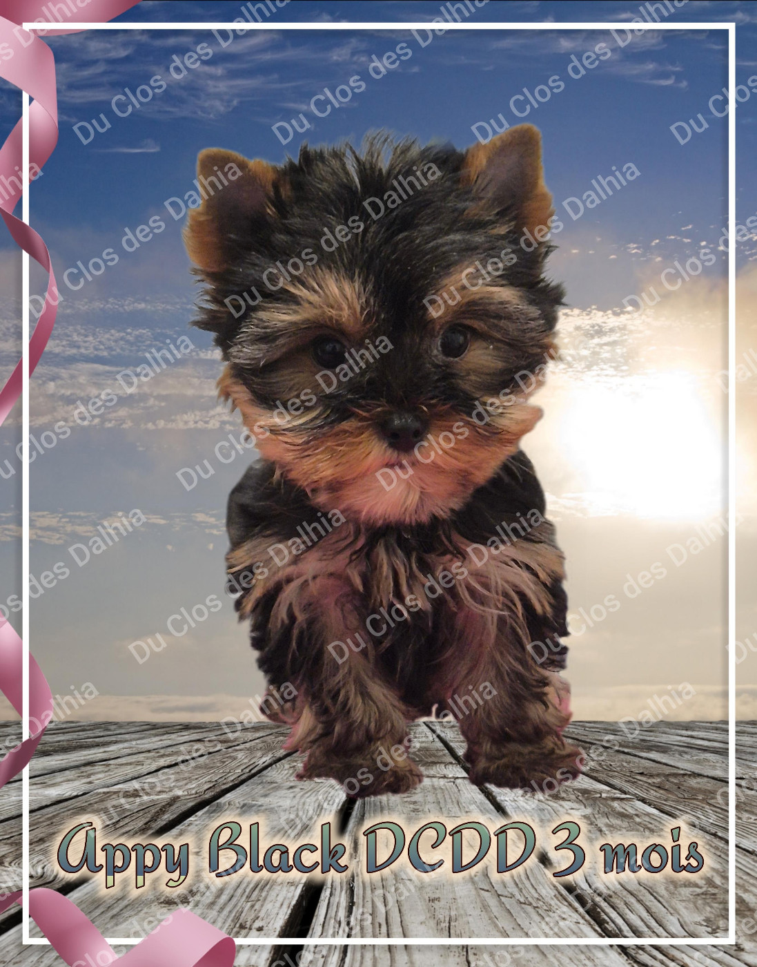 Du Clos Des Dalhia - Chiots disponibles - Yorkshire Terrier