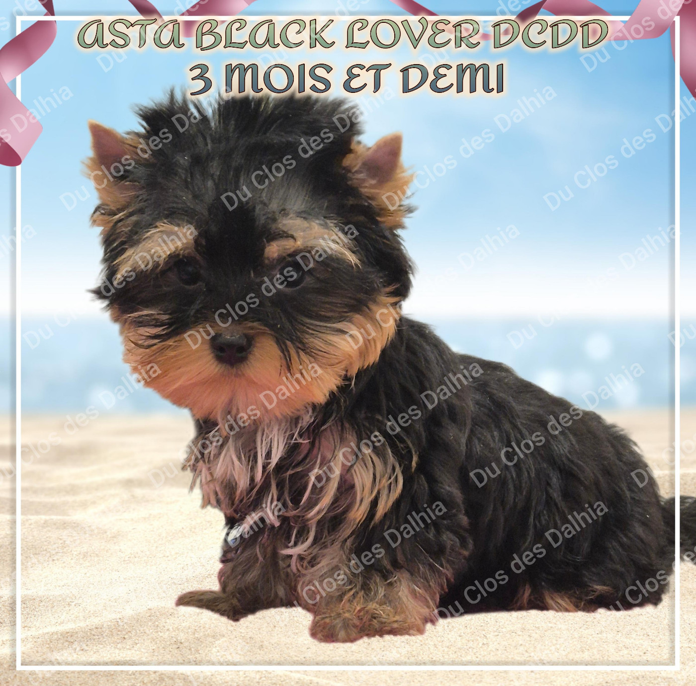 Du Clos Des Dalhia - Chiots disponibles - Yorkshire Terrier