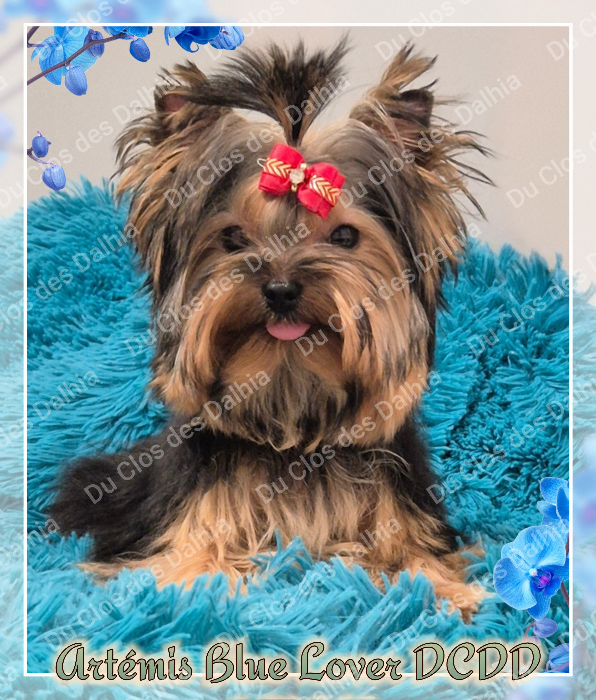 Du Clos Des Dalhia - Yorkshire Terrier - Portée née le 23/07/2025