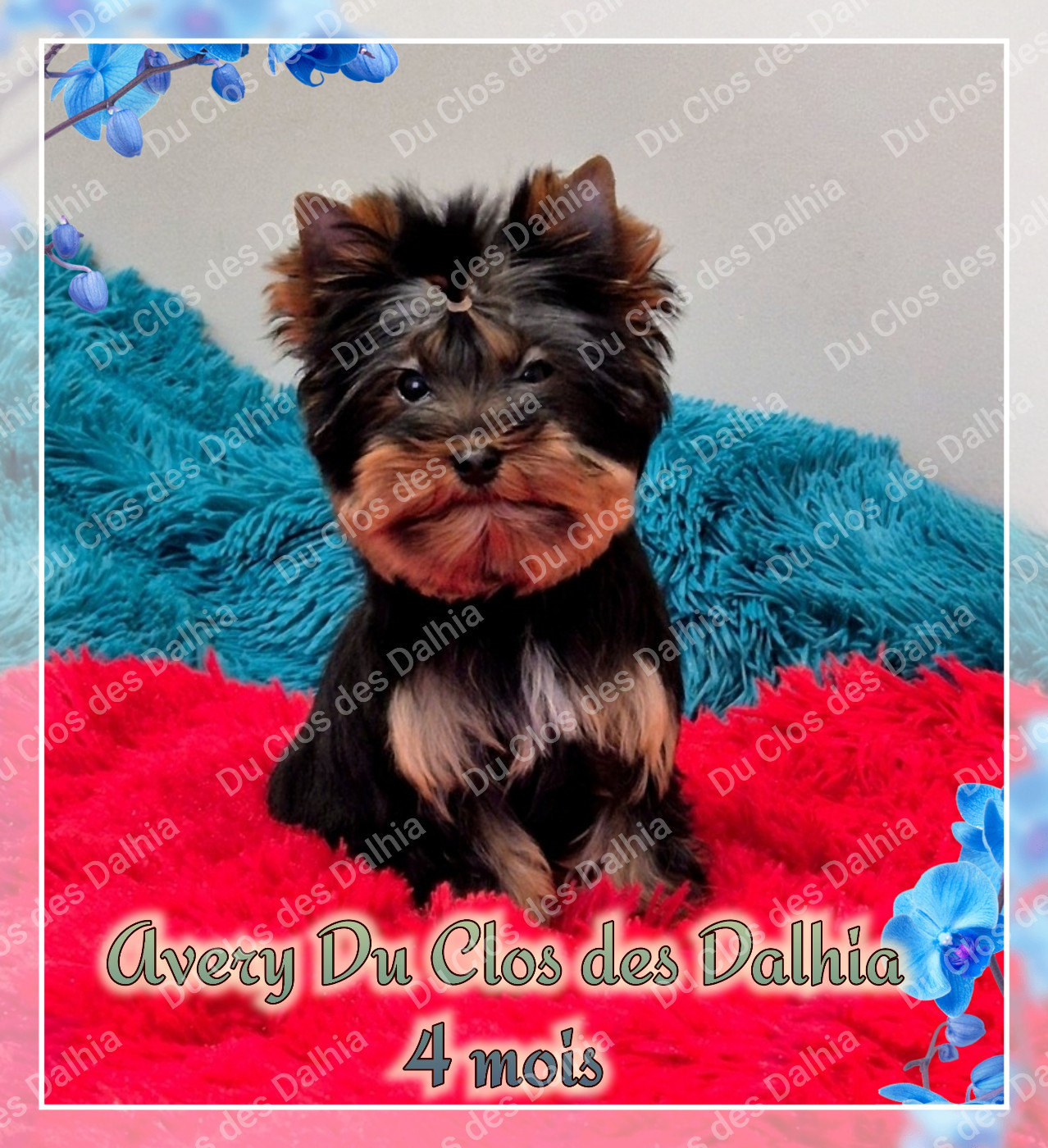 Du Clos Des Dalhia - Chiots disponibles - Yorkshire Terrier