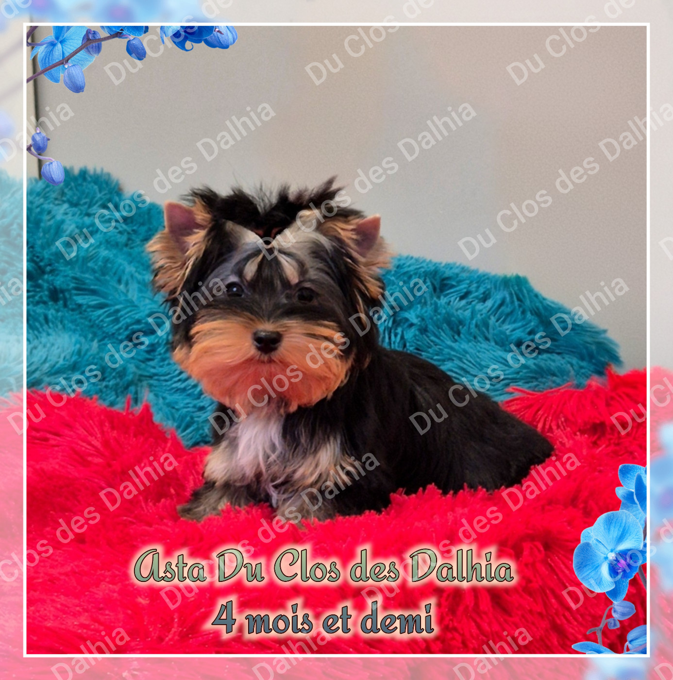 Du Clos Des Dalhia - Chiots disponibles - Yorkshire Terrier