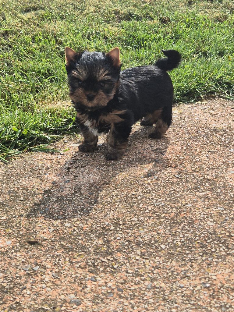 Du Clos Des Dalhia - Chiots disponibles - Yorkshire Terrier