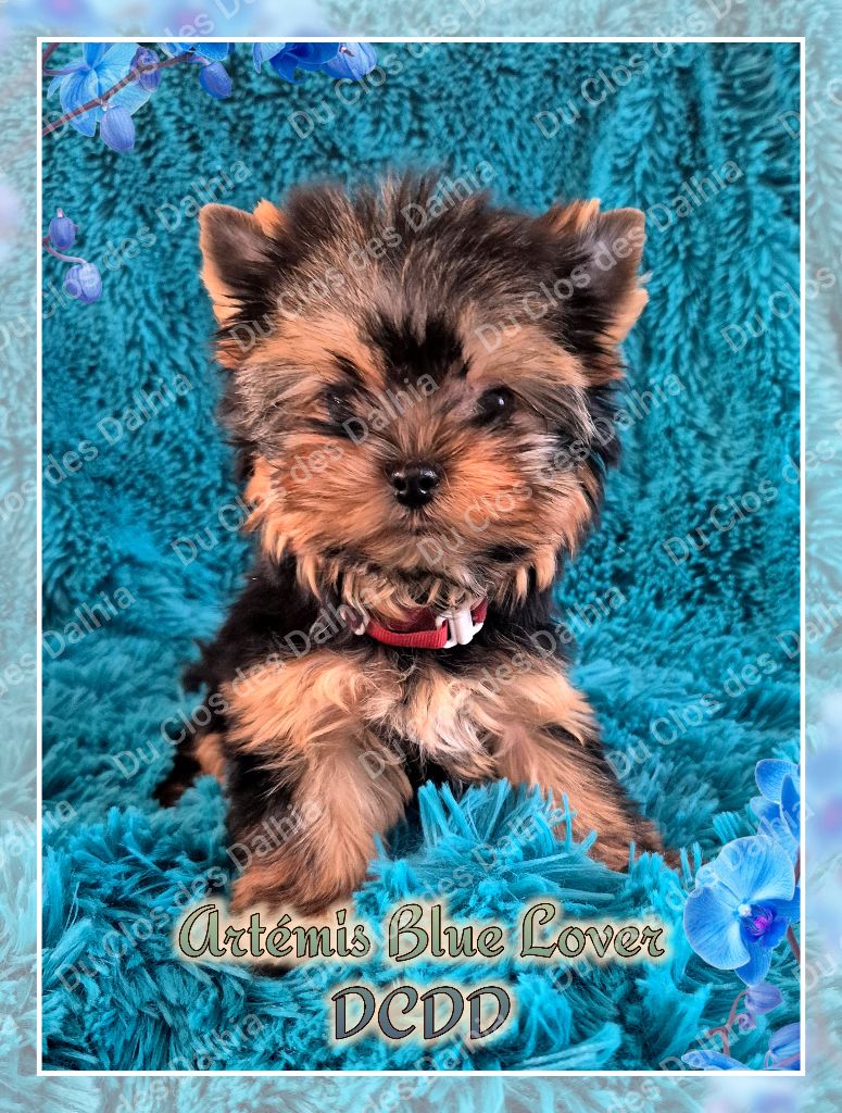 Du Clos Des Dalhia - Chiots disponibles - Yorkshire Terrier