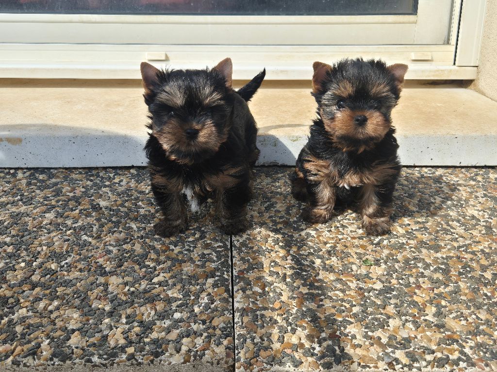 Chiot Yorkshire Terrier Du Clos Des Dalhia