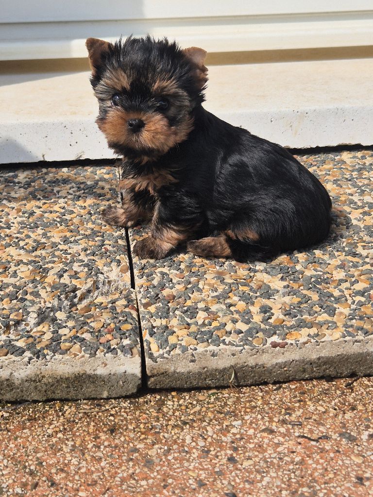 Du Clos Des Dalhia - Chiots disponibles - Yorkshire Terrier
